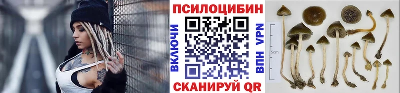 блэк спрут как зайти  Канск  Галлюциногенные грибы Magic Shrooms  как найти наркотики 